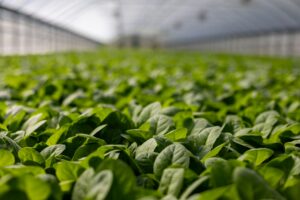 Close-up of vibrant green leaves in a greenhouse, showcasing lush, fresh growth.