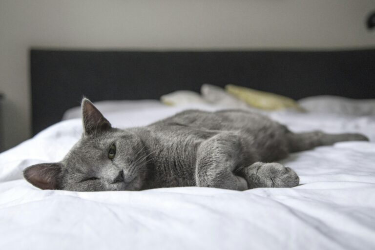 A gray cat peacefully resting on a bed in a cozy indoor setting. Perfect depiction of relaxation.