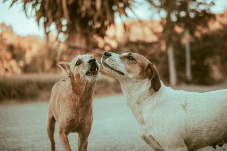 Two dogs playfully interacting on a sunlit path in a serene outdoor setting.